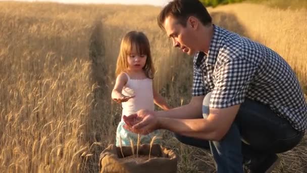 Father is an agronomist and small child is playing with grain in bag on a wheat field. Dad farmer plays with little son, daughter in the field. grain of wheat in hands of child. Agriculture concept. — ストック動画