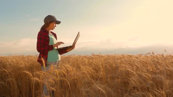 La granjera trabaja con una tableta en un campo de trigo, planea una cosecha de grano. concepto de agricultura. Mujer agrónoma estudia cultivo de trigo en el campo. empresario en el campo de la planificación de sus ingresos . — Vídeos de Stock