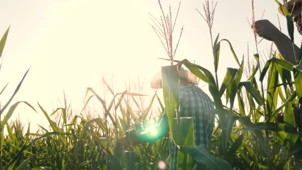 Concept d'entreprise agricole. agronome homme inspecte un champ en fleurs et épis de maïs. Homme d'affaires avec tablette vérifie le champ de maïs. emploi homme d'affaires dans l'agriculture . — Video