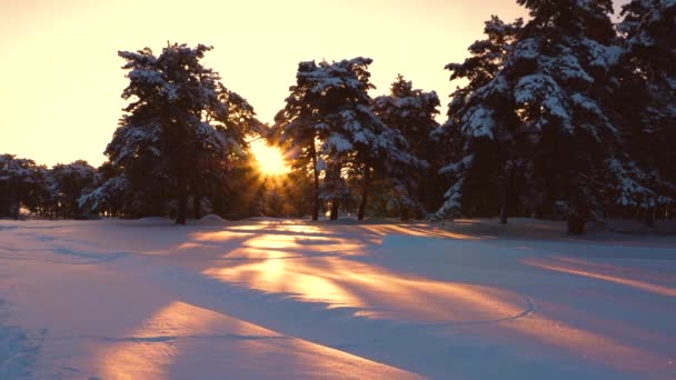 Fantastiska solstrålar skiner genom snöig tall, granar. Vacker julvinterskog vid solnedgången. tallar i parken täckta med snöklara solstrålar lyser upp träd och snö. vacker — Stockvideo