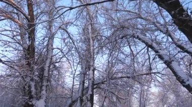 Kış ayazında parkta ağaçlar ve dallar mavi gökyüzüne karşı. Beyaz karlı güzel bir Noel ormanı. Güzel kış manzarası. Yavaş çekim.