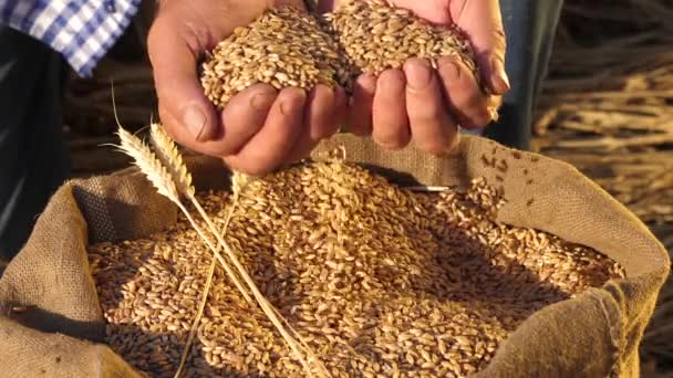Las manos de los agricultores vierten granos de trigo en una bolsa con espigas. Cosechando cereales. Un agrónomo observa la calidad del grano. Hombre de negocios comprueba la calidad del trigo. concepto de agricultura. primer plano. — Vídeo de stock