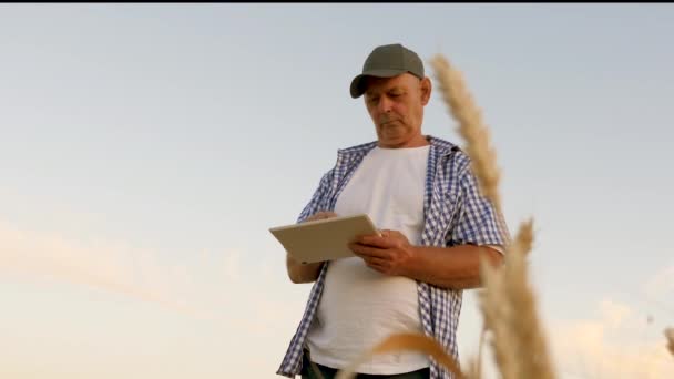 Hombre de negocios con la tableta evalúa la cosecha de grano. Cosechando cereales. El agricultor con una tableta trabaja en el campo de trigo. hombre de negocios comprueba la calidad del grano. cosecha de granos respetuosa con el medio ambiente . — Vídeos de Stock