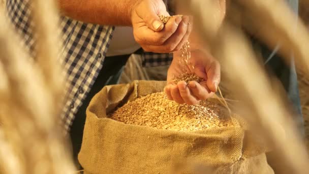 Las manos de los agricultores vierten granos de trigo en una bolsa con espigas. Cosechando cereales. Un agrónomo observa la calidad del grano. Hombre de negocios comprueba la calidad del trigo. concepto de agricultura. primer plano. — Vídeo de stock