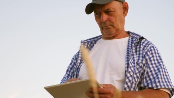 Hombre de negocios con la tableta evalúa la cosecha de grano. Cosechando cereales. El agricultor con una tableta trabaja en el campo de trigo. hombre de negocios comprueba la calidad del grano. cosecha de granos respetuosa con el medio ambiente . — Vídeos de Stock