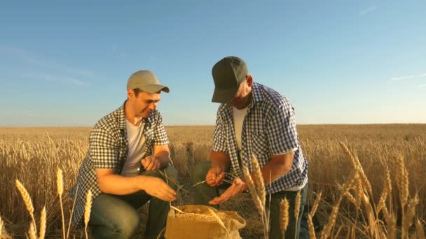 Agronomo e contadino tengono tra le mani un chicco di grano in campo. Lavoro di squadra tra agricoltori e uomini d'affari. Raccolta di cereali. Un uomo d'affari controlla la qualità del grano. Concetto agricolo. Rallentatore — Video Stock