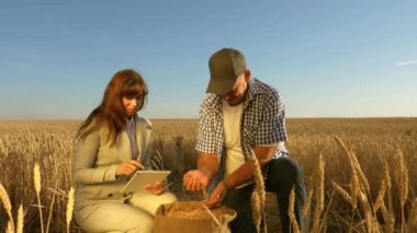 İş kadını ve çiftçiler sahada takım çalışması yapıyor. Tarımcı ve çiftçi ellerinde bir buğday tanesi tutuyorlar. Mısır gevreği topluyorum. İş kadını tahıl kalitesini kontrol ediyor. Tarım kavramı.