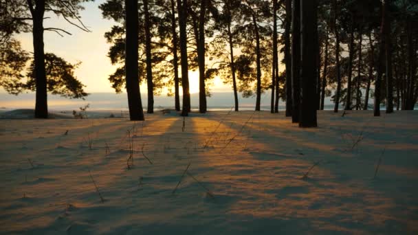 Prachtig kerstbos bij zonsondergang. sneeuwstorm in het winterbos. dennen in park bedekt met sneeuw heldere stralen van de zon verlichten bomen en sneeuw. prachtig winterlandschap — Stockvideo