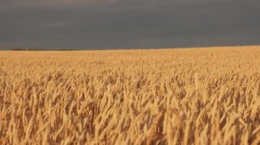 Mavi gökyüzüne karşı olgunlaşan buğday tarlası. Tahıllı buğday başakları rüzgarı sallar. tahıl hasadı yazın olgunlaşır. Tarım sektörü konsepti. Çevre dostu buğday