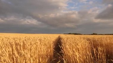 Mavi gökyüzüne karşı olgunlaşan buğday tarlası. Tahıllı buğday başakları rüzgarı sallar. tahıl hasadı yazın olgunlaşır. Tarım sektörü konsepti. Çevre dostu buğday