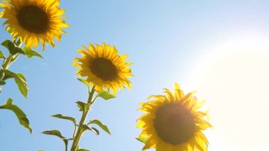 Bulutların arka planına karşı sarı ayçiçeği çiçeklerinden oluşan bir alan. Rüzgarda bir ayçiçeği sallar. Yazın ayçiçeği olan güzel tarlalar. Tarlada olgunlaşan ekinler.