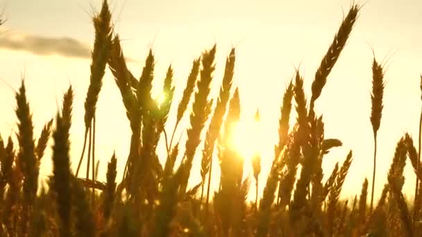 Field of ripening wheat against the blue sky. Spikelets of wheat with grain shakes the wind. grain harvest ripens in summer. agricultural business concept. environmentally friendly wheat — Stock Video