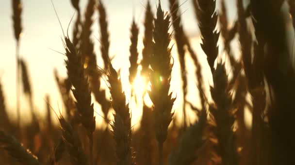 Campo de trigo maduro contra el cielo azul. Espiguillas de trigo con grano sacude el viento. cosecha de grano madura en verano. concepto de negocio agrícola. trigo respetuoso del medio ambiente — Vídeo de stock