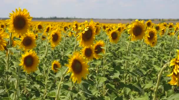 Ένα χωράφι με κίτρινα ηλιοτρόπια σε φόντο σύννεφων. Ένα ηλιοτρόπιο στον άνεμο. Όμορφα χωράφια με ηλιοτρόπια το καλοκαίρι. Καλλιέργεια της ωρίμανσης των καλλιεργειών στον αγρό. — Αρχείο Βίντεο
