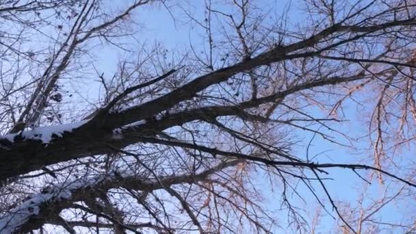 Hermoso bosque de invierno de Navidad con nieve blanca. hermoso paisaje de invierno. En cámara lenta. en el parque en invierno heladas, árboles y ramas en la nieve contra el cielo azul . — Vídeo de stock