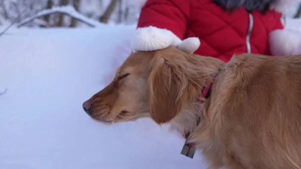 Kinderhände streicheln im Winter einen Hund. Mädchen spielt an Heiligabend mit Hund in einem Winterpark. die Gastgeberin und ihr Haustier spazieren im Schnee. Nahaufnahme — Stockfoto