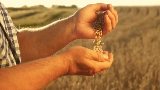 Grano maduro de trigo en manos de un agricultor sobre el campo. Primer plano. Empresario evalúa la calidad del grano. Concepto agrícola. Cosecha de granos orgánicos . — Vídeos de Stock