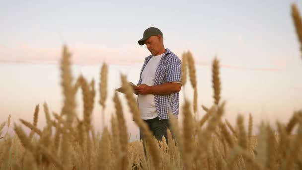 Hombre de negocios con la tableta evalúa la cosecha de grano. Cosechando cereales. El agricultor con una tableta trabaja en el campo de trigo. hombre de negocios comprueba la calidad del grano. cosecha de granos respetuosa con el medio ambiente . — Vídeo de stock