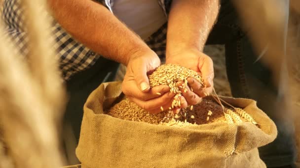 Ripe grains of wheat in the hands of a farmer in a bag over a field. Slow motion. close-up. Entrepreneur evaluates the quality of grain. Agriculture concept. Grain harvesting of organic grain. — Stock Video