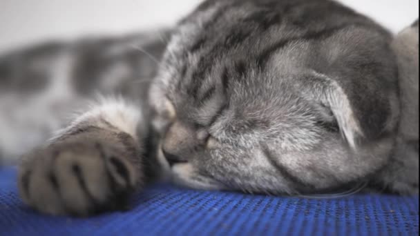 Británico escocés plegable gato durmiendo en un sillón. El gato feliz mintiendo está descansando. Hermoso gato tabby. La mascota está descansando en la habitación — Vídeos de Stock