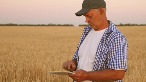 Businessman with tablet evaluates grain harvest. Harvesting cereals. Farmer with a tablet works in wheat field. business man checks quality of grain. environmentally friendly grain harvest. — Stock Video