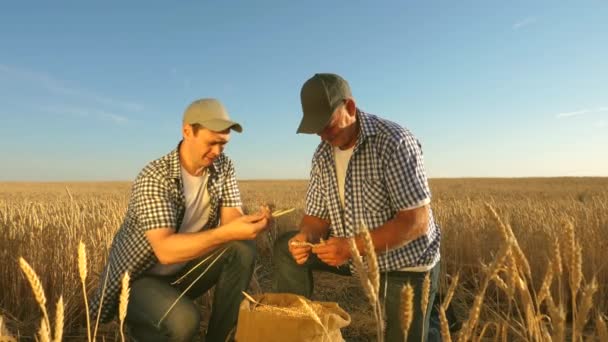 Trabajo en equipo de granjeros y empresarios. agrónomo y agricultor tienen en sus manos un grano de trigo en el campo. Cosechando cereales. Un hombre de negocios comprueba la calidad del grano. Concepto agrícola. Movimiento lento — Vídeo de stock