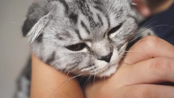 Le propriétaire tient un chat pliant écossais britannique. Le chat heureux qui ment repose entre les mains d'une fille. Magnifique chat tabby. Pet et femme. Gros plan — Video