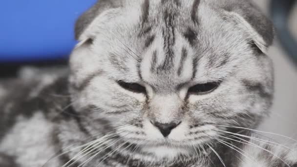 Boldog csíkos szürke macska hazudik. Gyönyörű brit skót hajtogatós macska. A kisállat a szobában pihen. Háziállatok — Stock videók