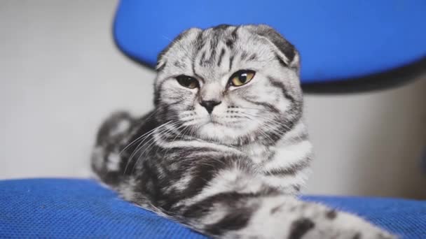 Happy striped gray cat lies. Beautiful british scottish fold cat. The pet is resting in the room. Pets — Stock Video