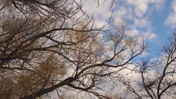 Na podzim zaparkovat. krásná vrba strom s nažloutlým listoví na pozadí podzimní modré oblohy s mraky — Stock video