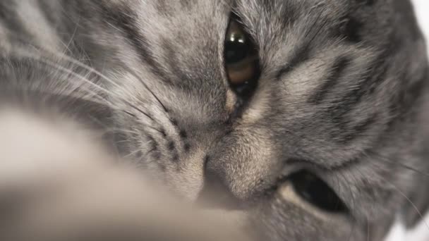 Η ριγέ γκρι γάτα παίζει το ψέμα. Το χαρούμενο κατοικίδιο ξεκουράζεται. Κατοικίδια. Όμορφη γάτα. Shotlan φορές φυλή των γατών. Κοντινό πλάνο — Αρχείο Βίντεο