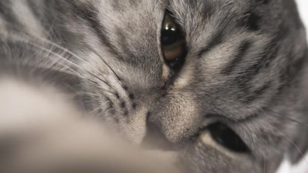 Le chat gris rayé joue au mensonge. Joyeux animal se repose. Les animaux. Magnifique chat. Shotlan pliage race de chats. Gros plan 