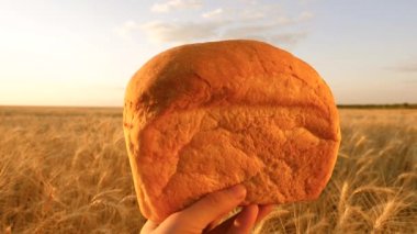 Ellerinde buğday tarlasının arka planına karşı yuvarlak ekmek. Undan pişirme. Sıcak, taze ve yemyeşil bir ekmek. Kahvaltıda ve öğle yemeğinde en sevdiğin çörek. Buğday kulakları. Yakın plan.