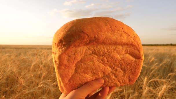 Rond brood in de handen tegen de achtergrond van een tarweveld. Bakken van meel. Heet, fris en weelderig brood. Favoriete broodje voor ontbijt en lunch. Oren van tarwe. Close-up — Stockvideo