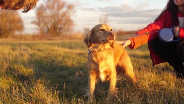 Mamma e bambino accarezzano il cane sulla testa, camminano nel parco autunnale. Madre figlia e amato cane sul campo. Il concetto di una famiglia felice — Video Stock