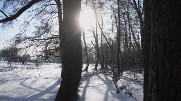 På vintern park snö faller under dagen. — Stockvideo