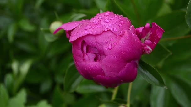 红玫瑰花蕾与露珠, 在花园里的花朵摇动着风。特写。雨后花园里美丽的玫瑰 — 图库视频影像