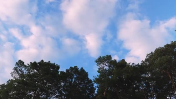 Białe chmury szybko latać nad niebo nad lasem — Wideo stockowe