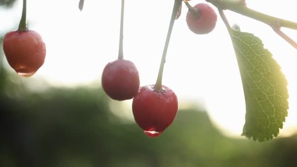 Bocciolo di rosa rossa con gocce di rugiada, il fiore in giardino scuote il vento. primo piano. bellissime rose in giardino dopo la pioggia — Video Stock