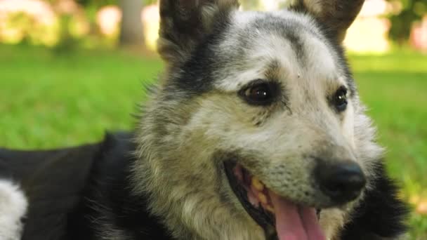 Shepherd cão respira profundamente, puxando a língua do calor deitado na grama no parque. Close-up — Vídeo de Stock