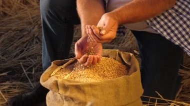Bir çiftçinin ellerinde buğday taneleri, tarlada bir torba tahıl. Mısır gevreği topluyorum. Bir tarım uzmanı tahılın kalitesine bakar. İşadamı buğday kalitesini kontrol ediyor. tarım kavramı. yakın plan.
