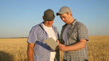 Tabletle tarlada takım halinde çalışan çiftçi ve işadamı. Tarımcı ve çiftçi ellerinde bir buğday tanesi tutuyorlar. Mısır gevreği topluyorum. Bir iş adamı tahılın kalitesini kontrol eder..