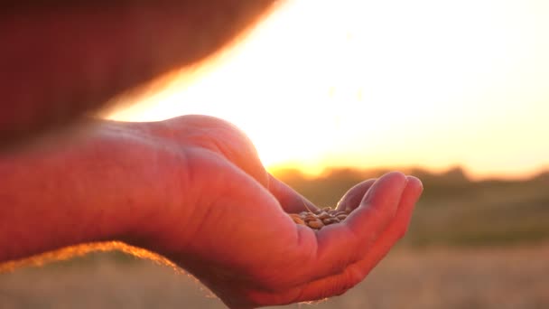 Σιτάρι στα χέρια ενός αγρότη στις όμορφες ακτίνες του ηλιοβασιλέματος. Κοντινό πλάνο. επιχειρηματίας αξιολογεί την ποιότητα των σιτηρών. έννοια της γεωργίας. Οργανικό σιτάρι. σπόροι συγκομιδής. — Αρχείο Βίντεο