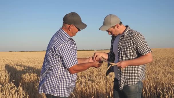 Agricultor y empresario con tableta trabajando en equipo en el campo. agrónomo y agricultor están sosteniendo un grano de trigo en sus manos. Cosechando cereales. Un hombre de negocios comprueba la calidad del grano. — Vídeo de stock