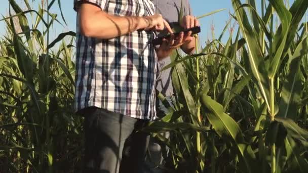 En bonde och en agronom inspektera en blommande fält och majs COBS. Begreppet jordbruksföretag. Affärsman med Tablet kontrollerar majs COBS. Arbeta som affärsman inom jordbruket. — Stockvideo