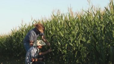 bir çiftçi ve bir agronomist çiçekli bir alan ve Mısır cobs inceleyin. Tarımsal iş kavramı. Tablet ile işadamı Mısır cobs kontrol eder. Tarımda bir işadamı olarak çalışmak.