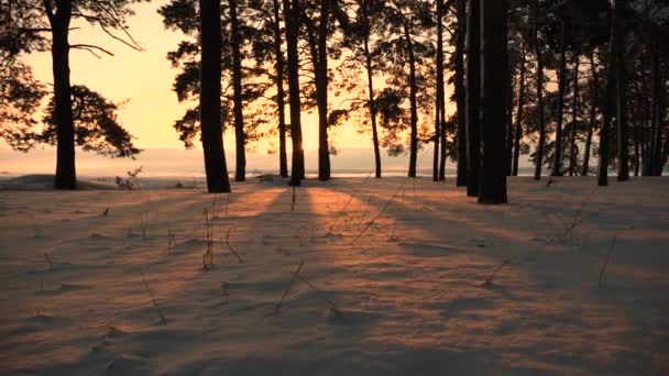 Bela floresta de inverno de Natal ao pôr do sol. nevasca na floresta de inverno. pinheiros no parque coberto de neve raios brilhantes de sol iluminam árvores e neve. bela paisagem de inverno — Vídeo de Stock