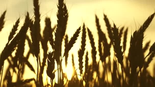 Solen oplyser afgrøderne af hvede. modne ører af majs i marken. Smuk solnedgang med landskab over en hvedemark. enorme gule hvedemark i naturen i solnedgangens gyldne stråler . – Stock-video