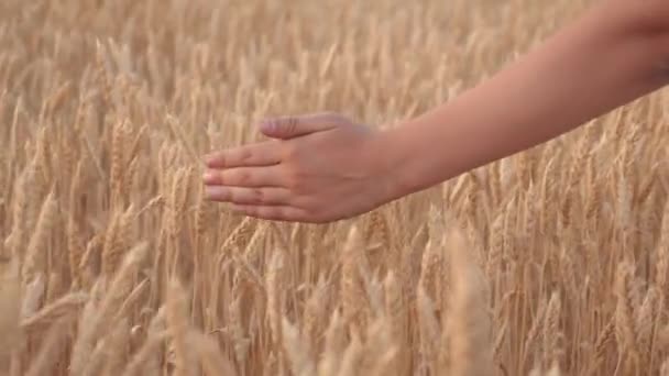 Eine freie junge Reisende geht an einem Getreidefeld entlang und berührt mit ihrer Hand reife Ähren. Landwirtschaftliche Betriebe. Das Konzept der Ernte, der Landwirtschaft. Brotfeld — Stockvideo