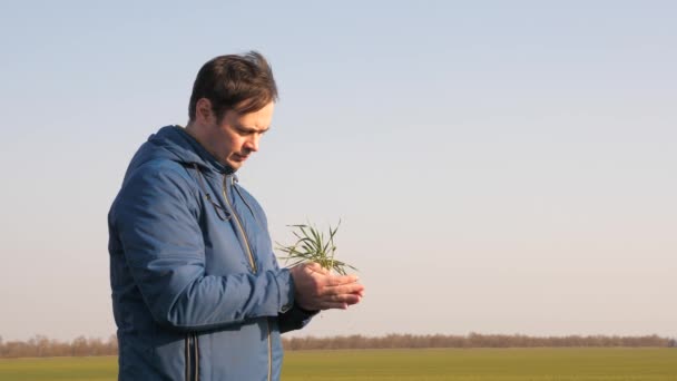 Mãos de um agrônomo, um empresário segurar mudas verdes nas palmas das mãos. Negócios agrícolas. Jovem broto de trigo nas mãos de um fazendeiro. broto ambientalmente amigável em palmas de um homem livre. — Vídeo de Stock